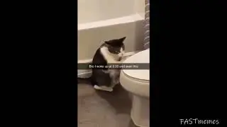 FASTmemes 
