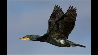 Cormorants wing drying in slo mo November 2021