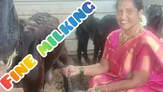 #Fine      #milking