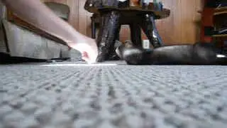 Teaching Ferret Roll Over