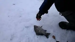 Рыбанутый Вова поймал карася