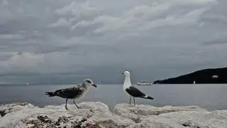 Birds...sea...photo montages