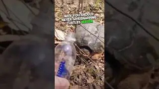 Don’t Mess With Snapping Turtles 😳