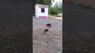 ДЖАZZ VS. КОШКА 🤣🤣🤣 #bostonterrier