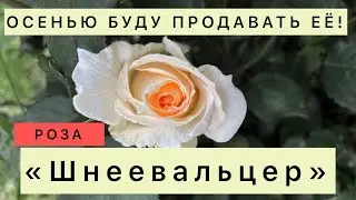 Роза «Шнеевальцер», СКОРО МОЖЕТ СТАТЬ ВАШЕЙ!🌹
