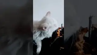 кот - скот )))