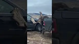 Любопытный лось | Curious moose