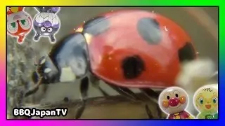 Ladybug | てんとうむしが遊びにきたよ♪