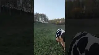 идем домой) 