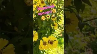 #Медовые #цветы.🏵🐝🌻🌼