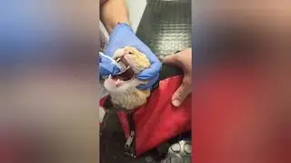 Мы в долгах😔Долг в вет.клиники,долги за курятину почти 16тысяч,за наполнитель и корм более 17тысяч