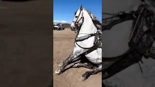 CABALLO ESPAÑOL