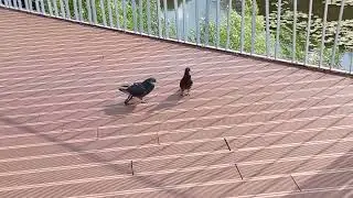 Как думаете? Уговорит?