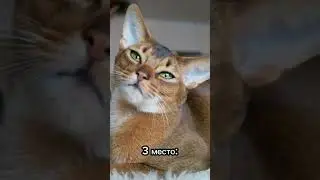 Топ 5 дружелюбных пород котиков 🐈😻 