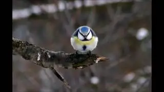 Большая Синица