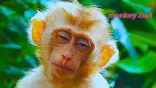 Now, poor monkey Zuri is sleeping alone very well on the tree.