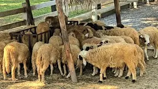 Sheeps 🐑 @firsttimebyncn