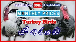 Turkey Pricelist JUNE 2023 | Monthly Prices of Turkey Birds | Bird Market Update ‎@NadiaPetsCross 