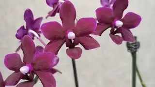 Black Pearl and Black Bird orchids. Let's compare.