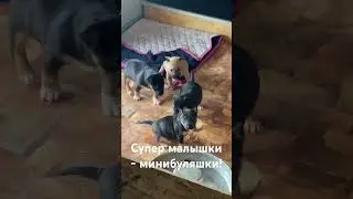 Маленькие супер минибуляшки!