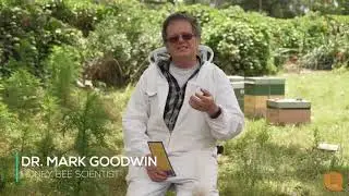 Varroa Mite Brood Symptoms