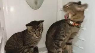 Anak Kucing Meong Meong ngadem dalam lemari es#cat #kucinglucu Toys Doby D