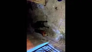 BRUTUS  X  SPICK   PITBULL X  Dachshund (SALSICHINHA