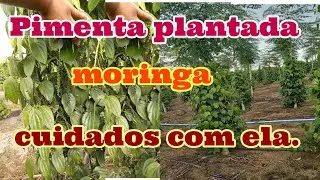 Pimenta na moringa ta show