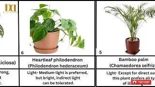 Indoor Plants for a Healthier Home #viralvideo #youtubeshort #plants #trandingshorts #youtube#indore