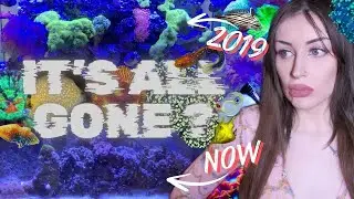 RESTARTING MY 150 GALLON REEF TANK | ($10,000+ of Coral and Fish... Gone??)