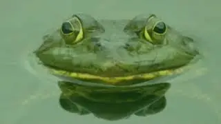 Frog Type Beat