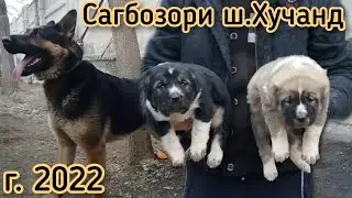 НАРХИ САГ ,БОЗОРИ Ш.ХУЧАНД  16.01.2022 саг бозор