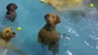 Собака немного задумалась / Sad dog
