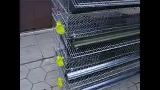 Клетка для перепелов