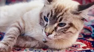 funny cats videos try not to laugh 