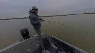 Stripers on the Delta! A-Rig was the ticket!