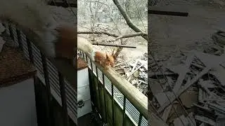 Три белочки собрались