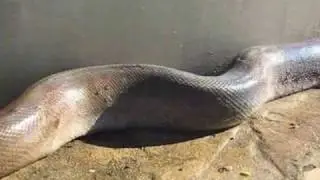 Giant Snake found at a water treatment plant