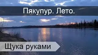 Первая летняя рыбалка на Пякупуре 2016.