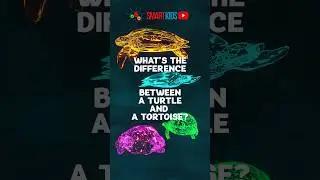 What’s the difference between a turtle and a tortoise?