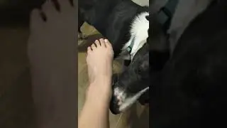 My boyfriend lick my feet for 7 minutes 😍