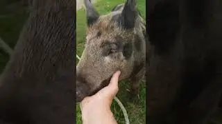 убираем опилки в мешки