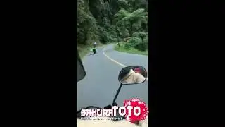 SAKURATOTO GRUP | Rossi Indonesia Versi Kang Ketring