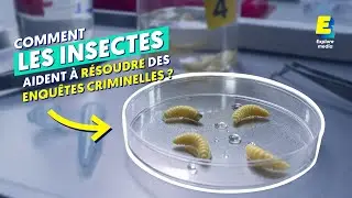 Comment des experts datent la mort avec des insectes ?