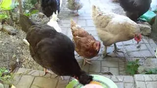 Собрание #2