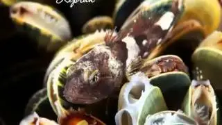 Животный мир Белого моря