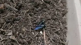 8K BUGS FIGHT