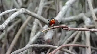 American Pygmy Kingfisgher, Martin Pecheur Nain