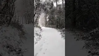 Walking in the snowy woods.
