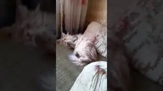 стешулька